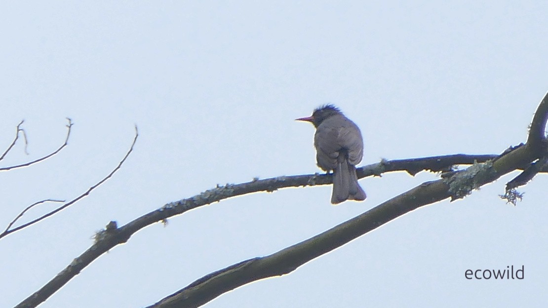 Square-tailed Bulbul - ML634978906