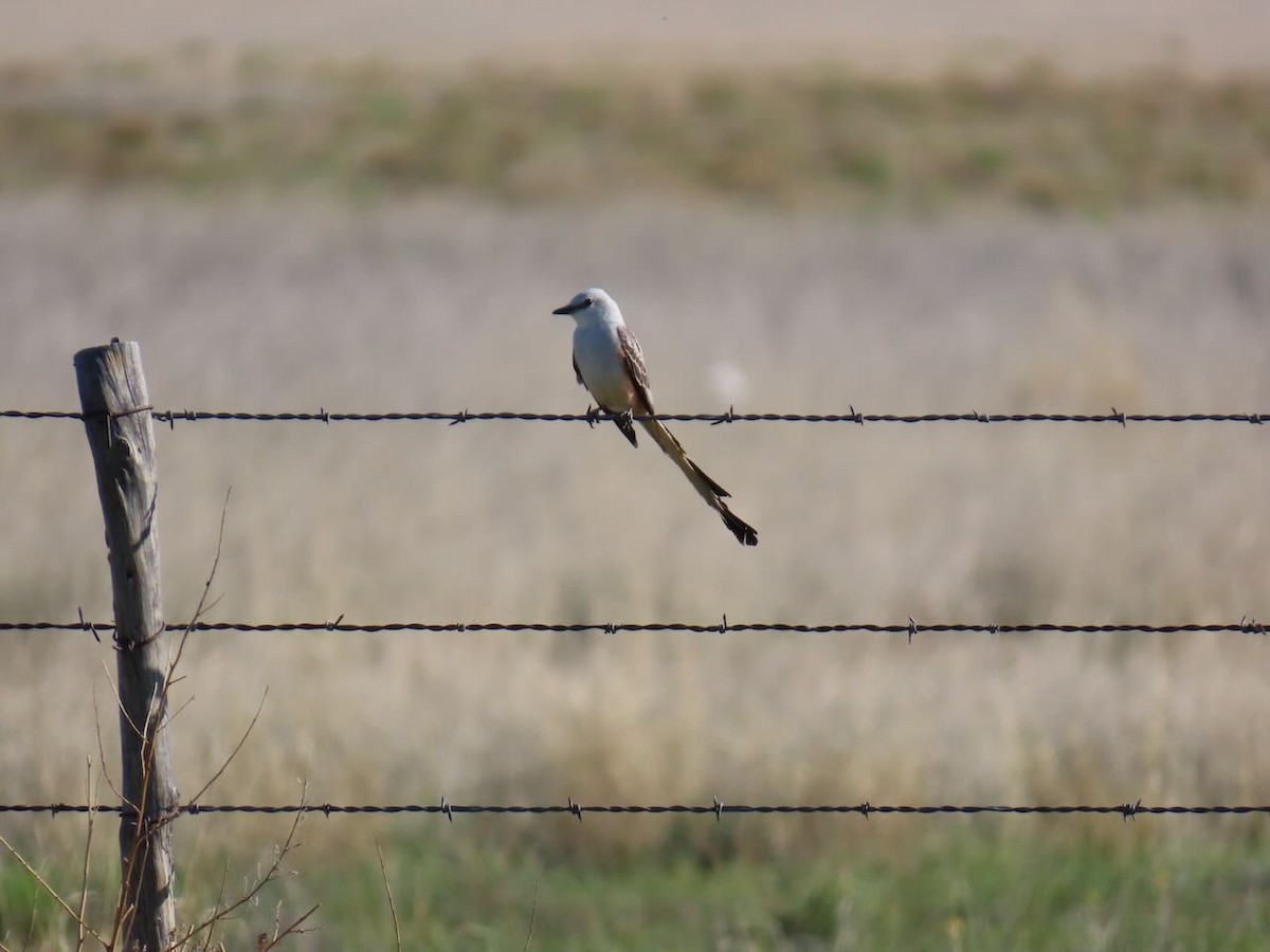 エンビタイランチョウ - ML634978944