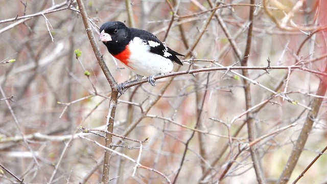 Cardinal à poitrine rose - ML634978963