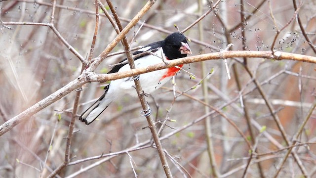 Cardinal à poitrine rose - ML634978984