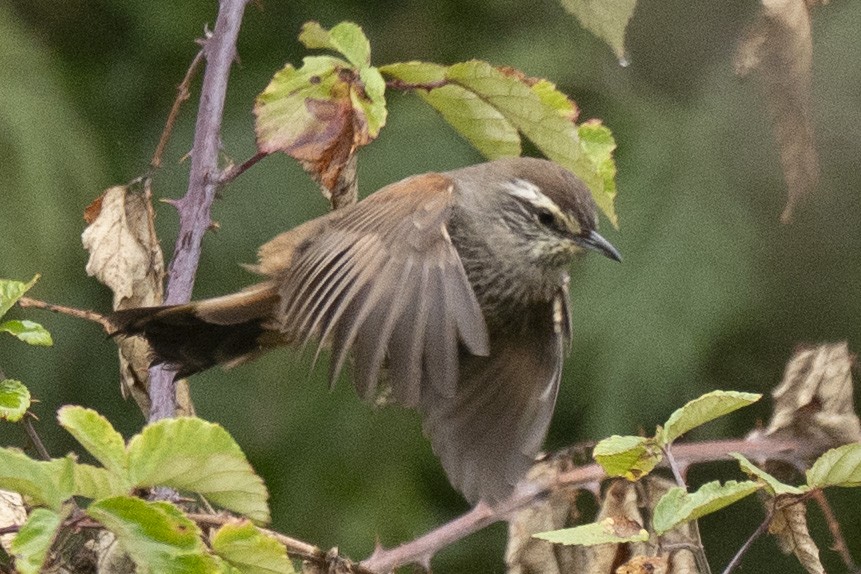 Dusky-tailed Canastero - ML634979108