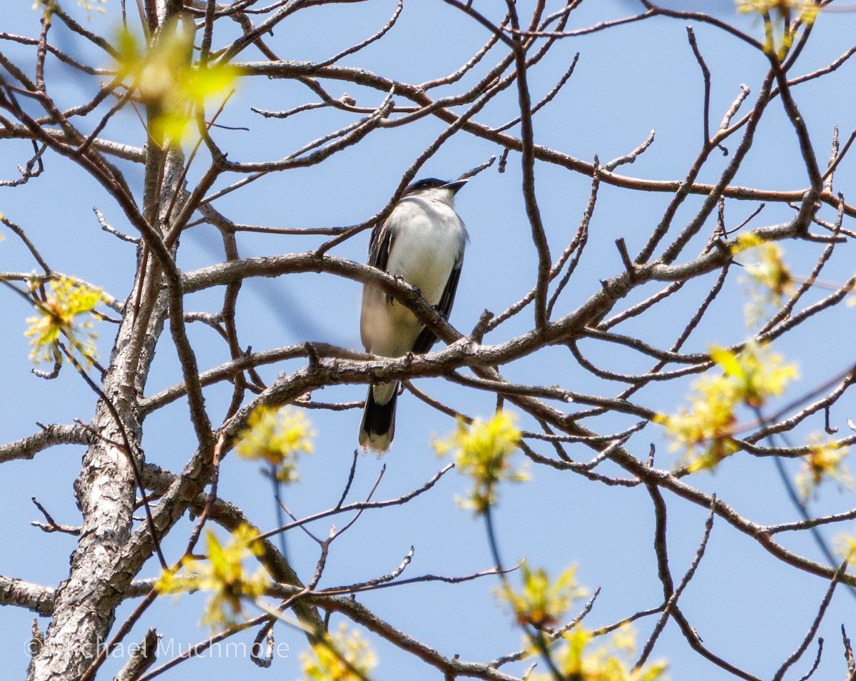 Eastern Kingbird - ML634979124