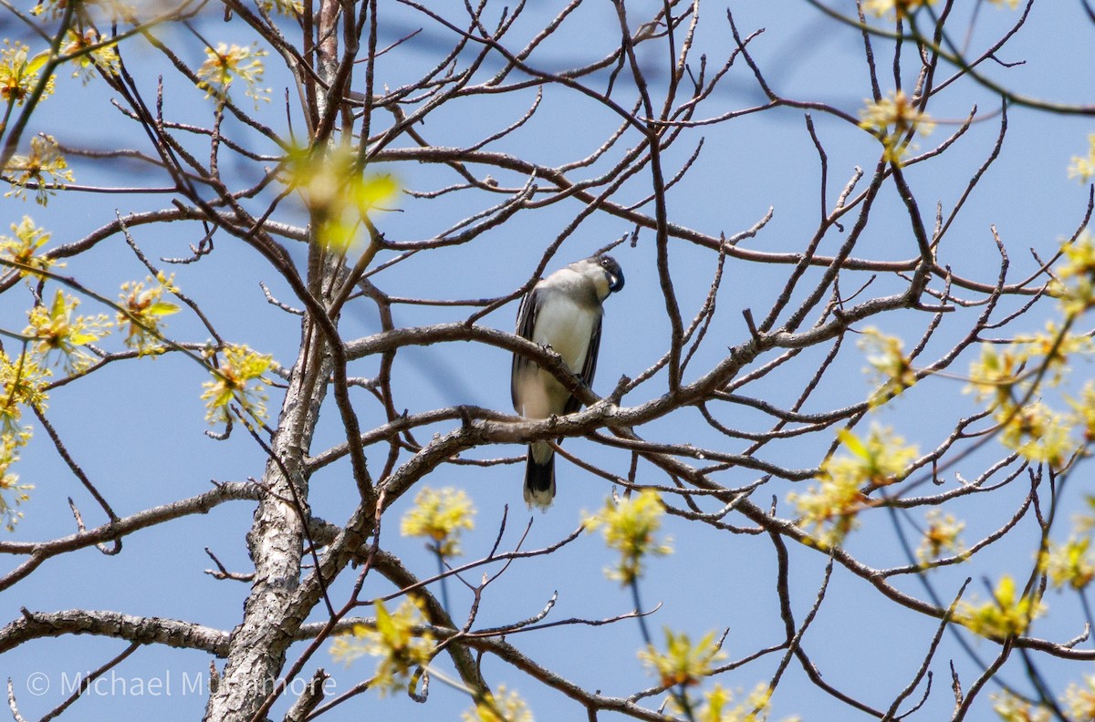 Eastern Kingbird - ML634979125