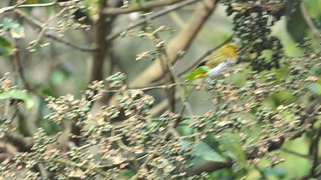 Indian White-eye - ML634979140