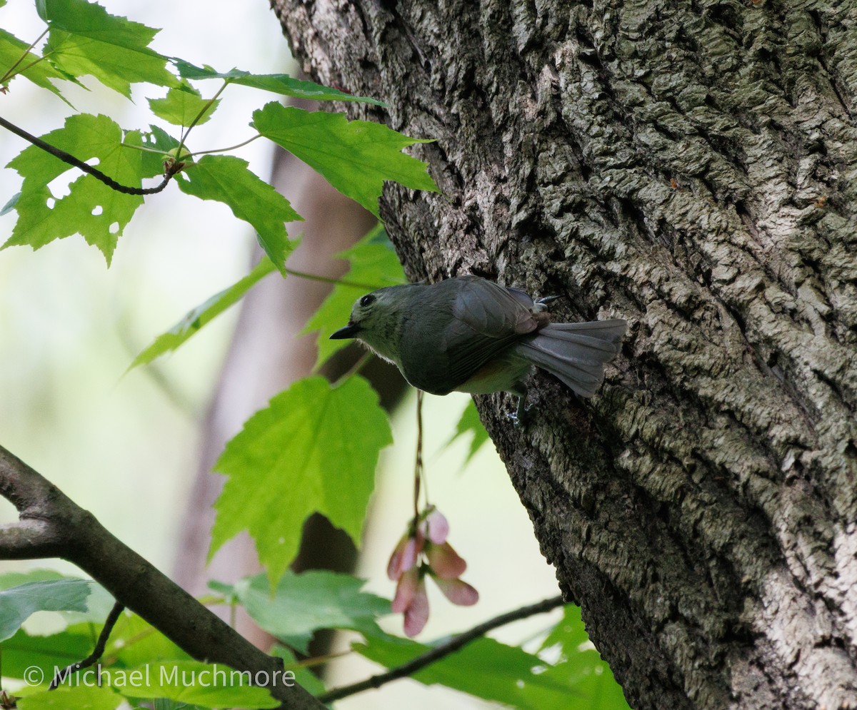 Tufted Titmouse - ML634979146