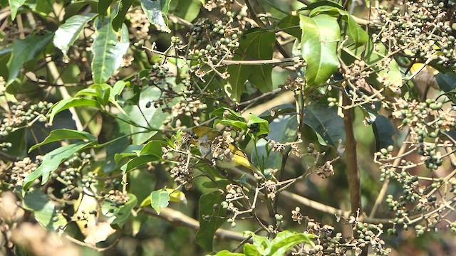 Indian White-eye - ML634979157