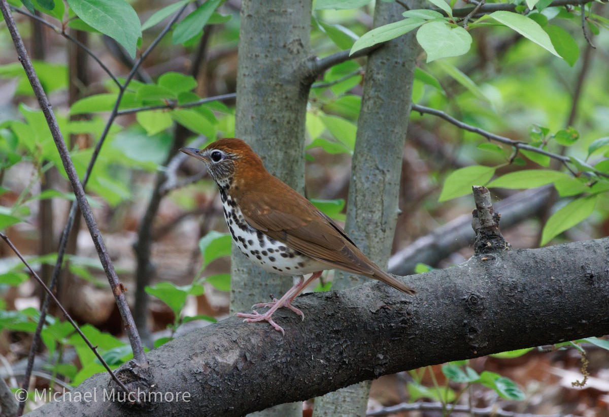 Wood Thrush - ML634979177