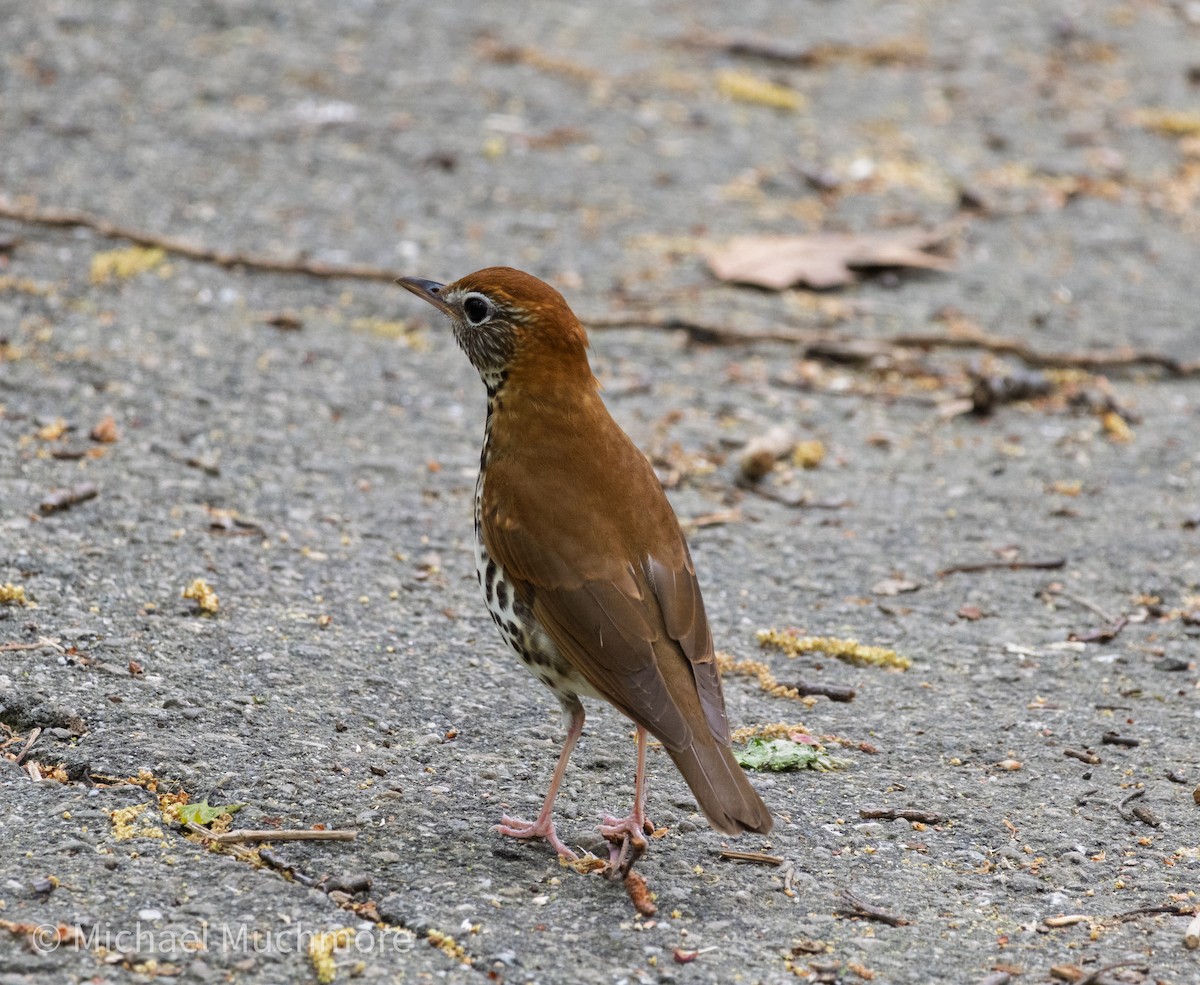 Wood Thrush - ML634979178