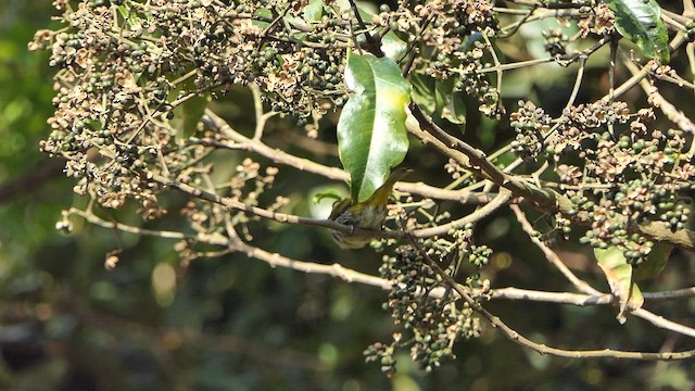 Indian White-eye - ML634979193