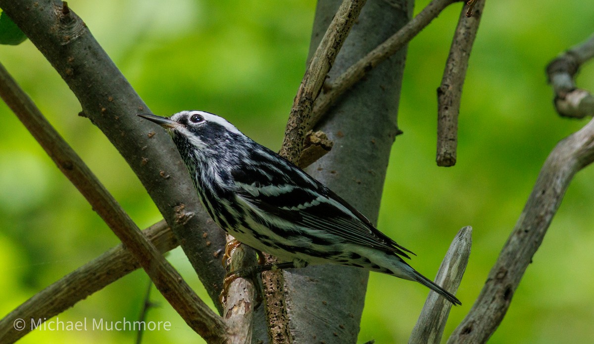 Black-and-white Warbler - ML634979200