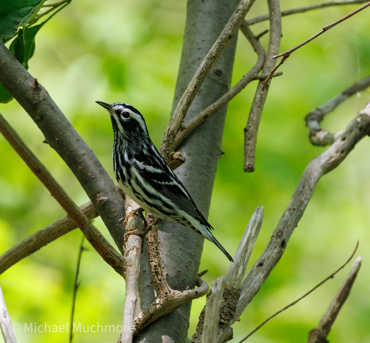 Black-and-white Warbler - ML634979202