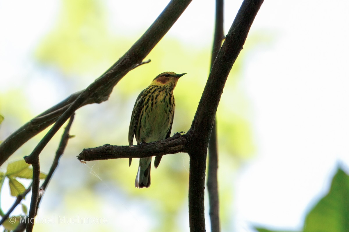 Cape May Warbler - ML634979273