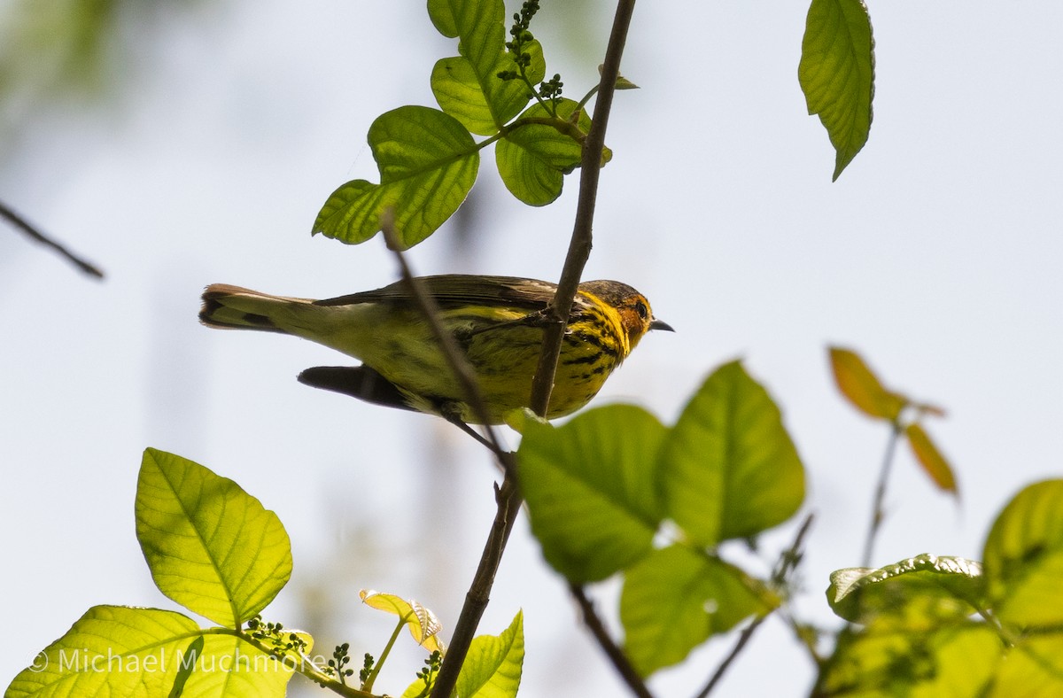 Cape May Warbler - ML634979274