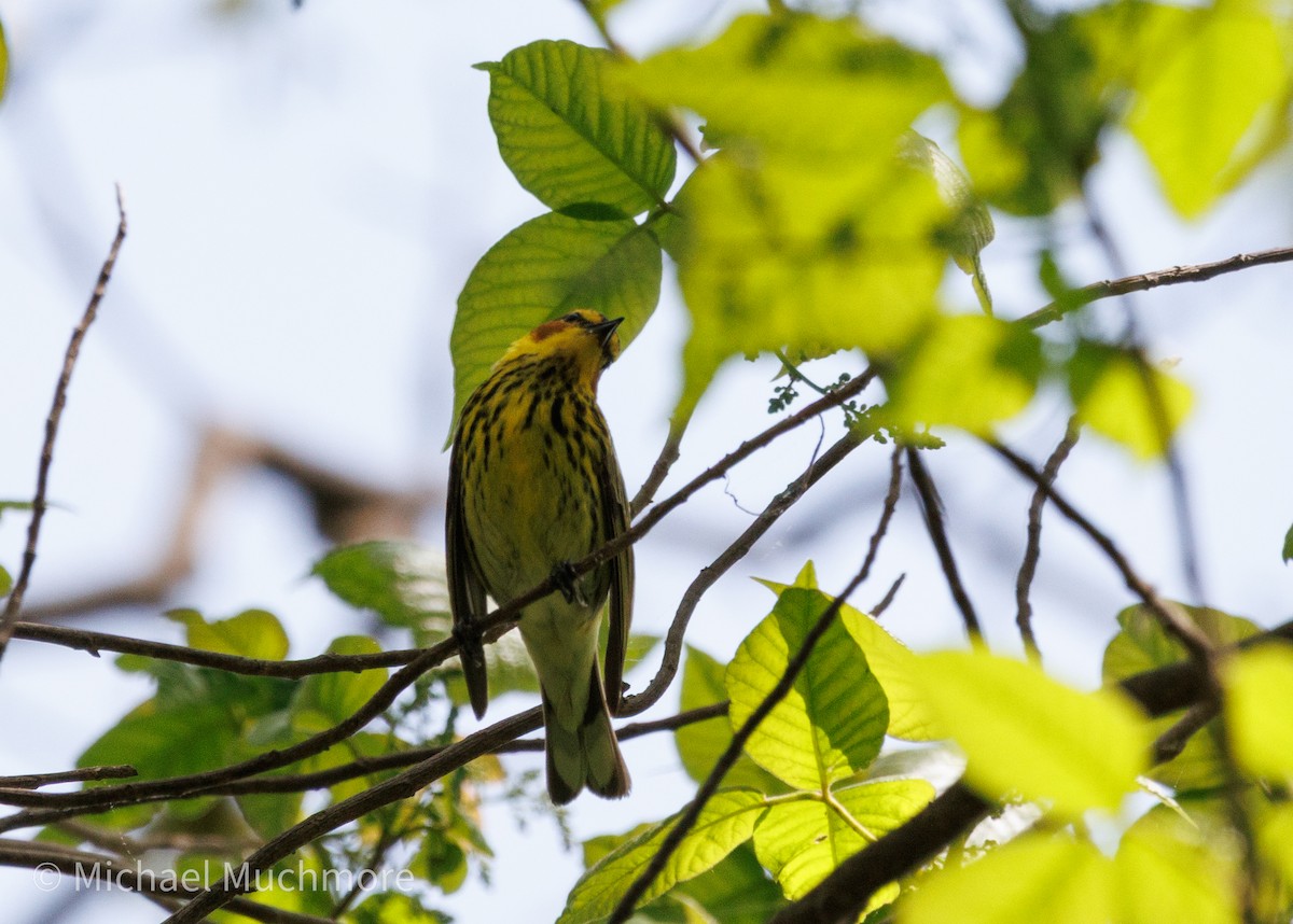 Cape May Warbler - ML634979276