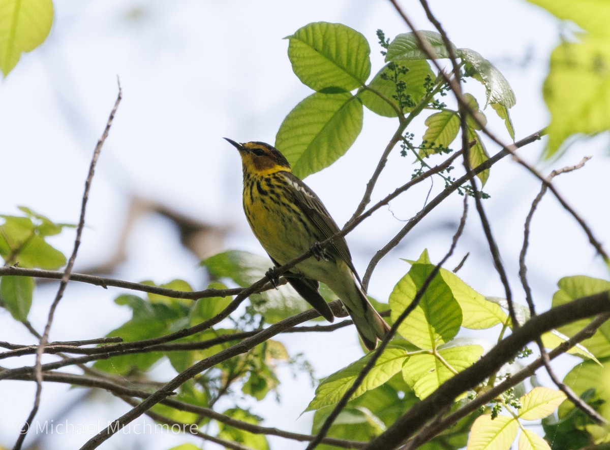 Cape May Warbler - ML634979278