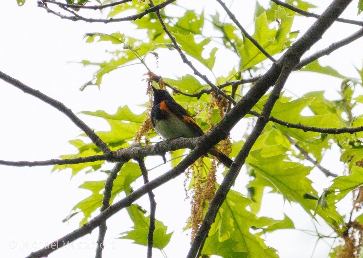 American Redstart - ML634979295