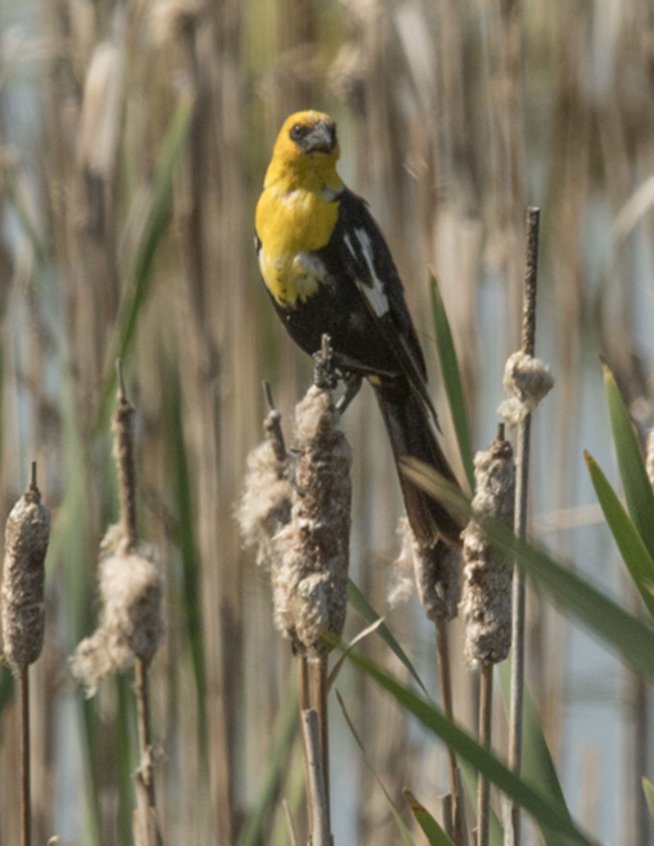 Yellow-headed Blackbird - ML63497931
