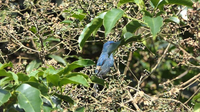 Nilgiri Flowerpecker - ML634979353