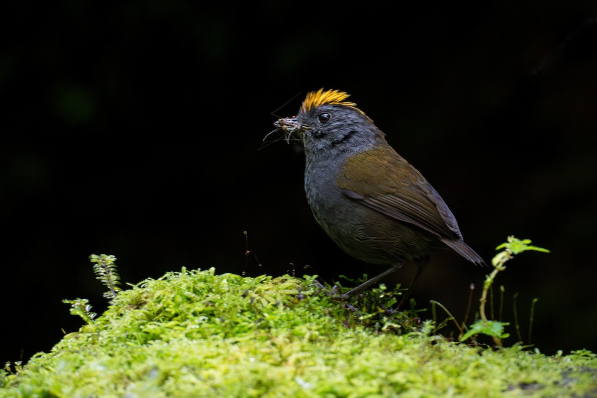 Wrenthrush - ML634979381