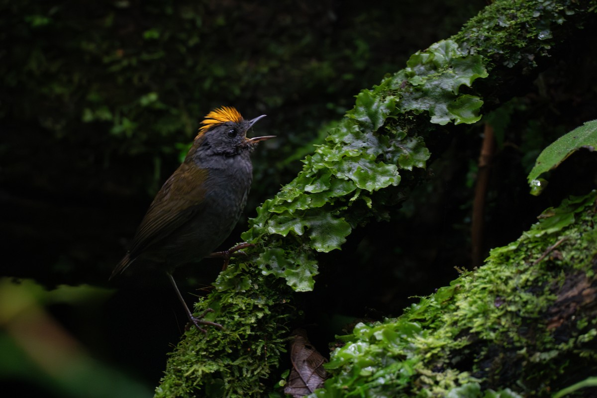 Wrenthrush - ML634979382