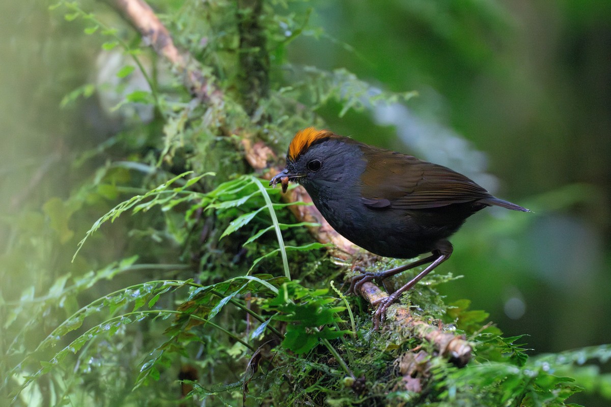 Wrenthrush - ML634979383