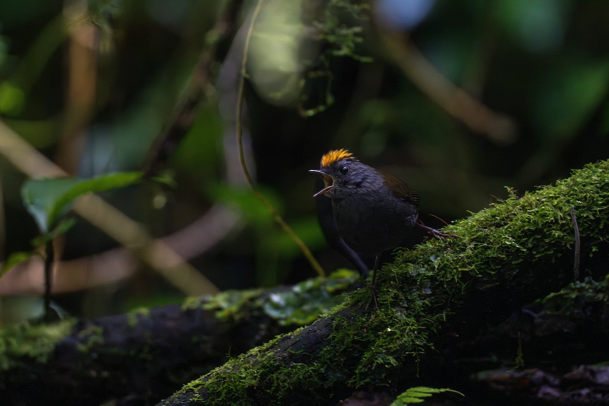 Wrenthrush - ML634979384
