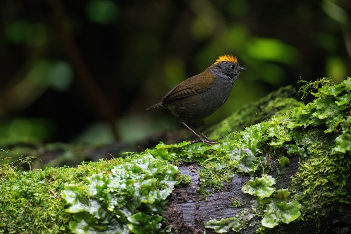 Wrenthrush - ML634979385