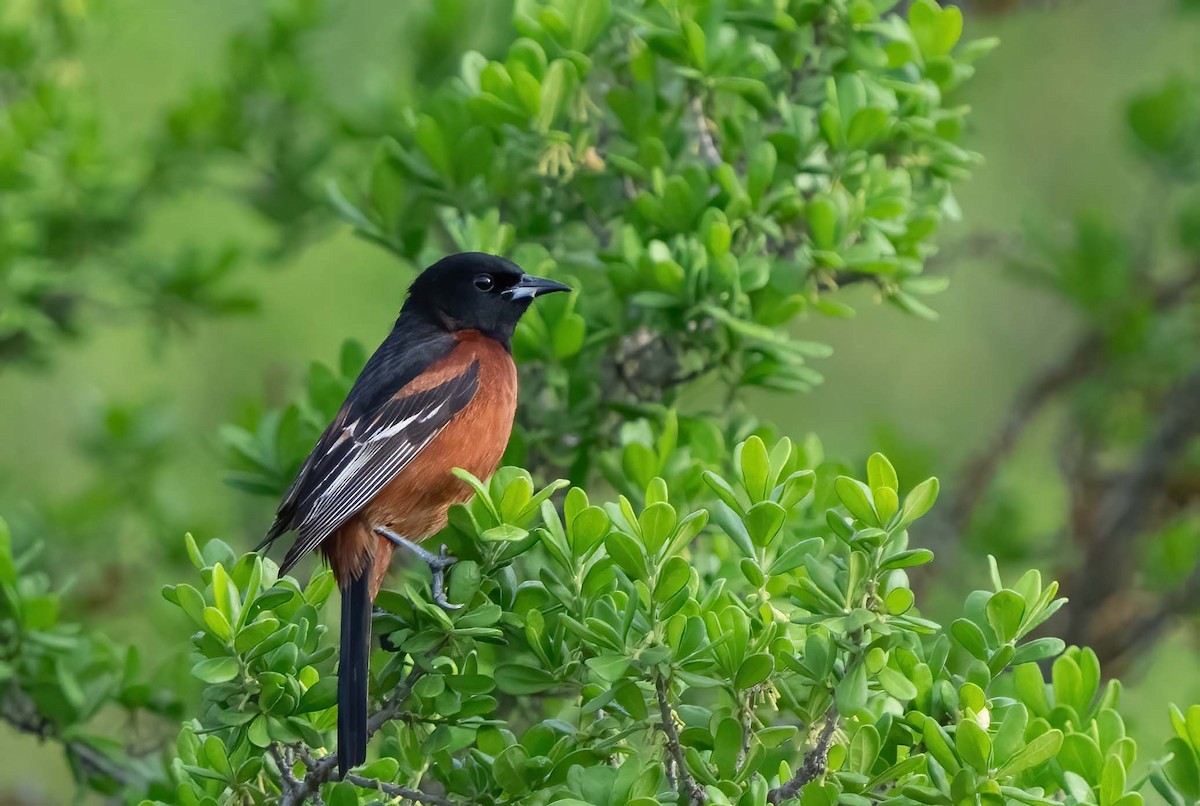Orchard Oriole - ML634979515