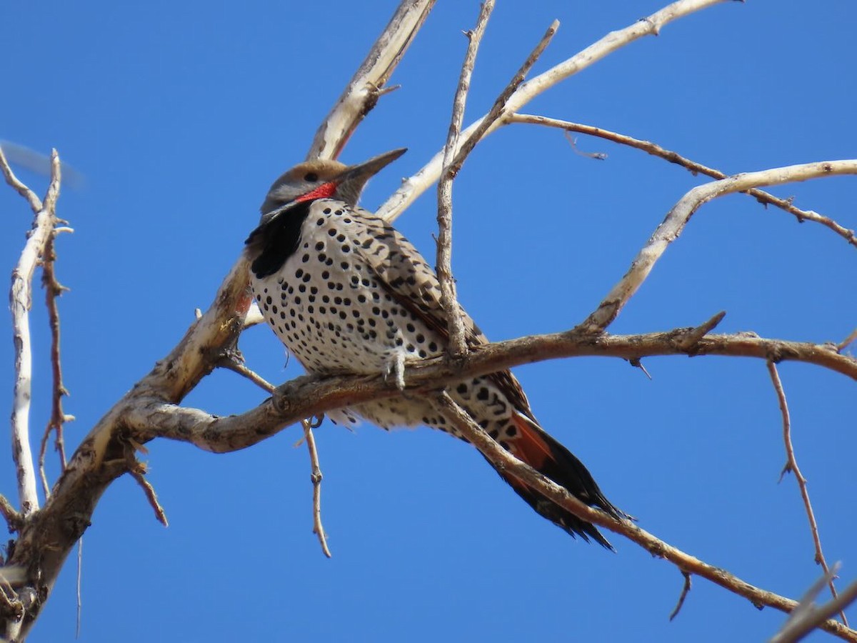 Northern Flicker (Red-shafted) - ML634979586