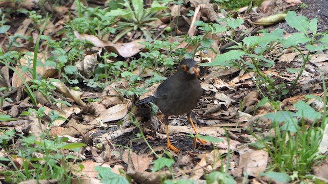 Indian Blackbird - ML634979661