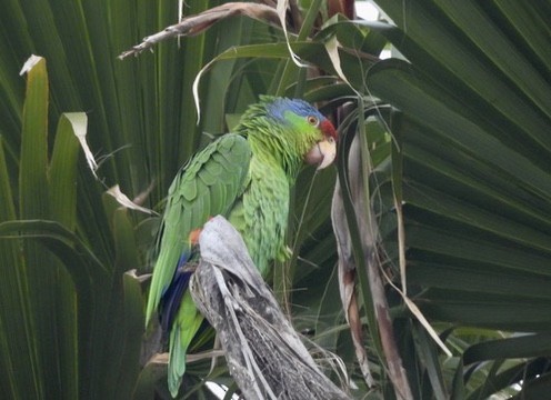 Blaukappenamazone - ML634979684