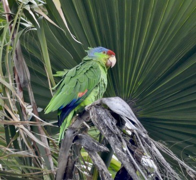 Blaukappenamazone - ML634979691