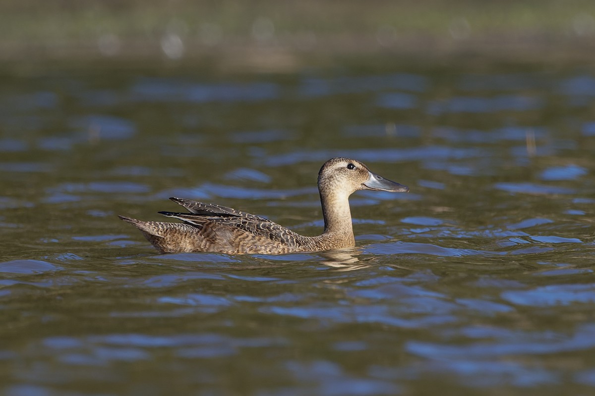 Black-headed Duck - ML634979744