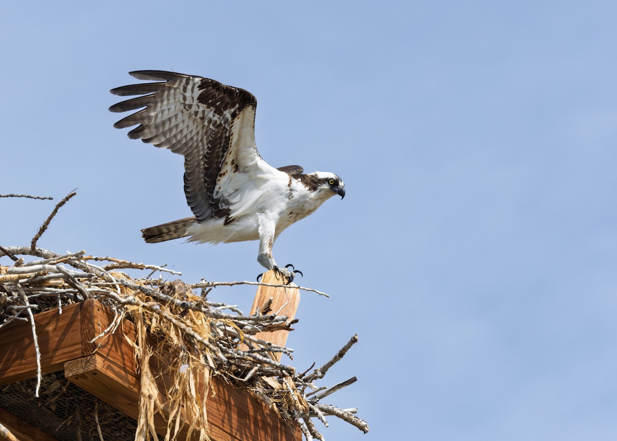 Osprey - ML634979802