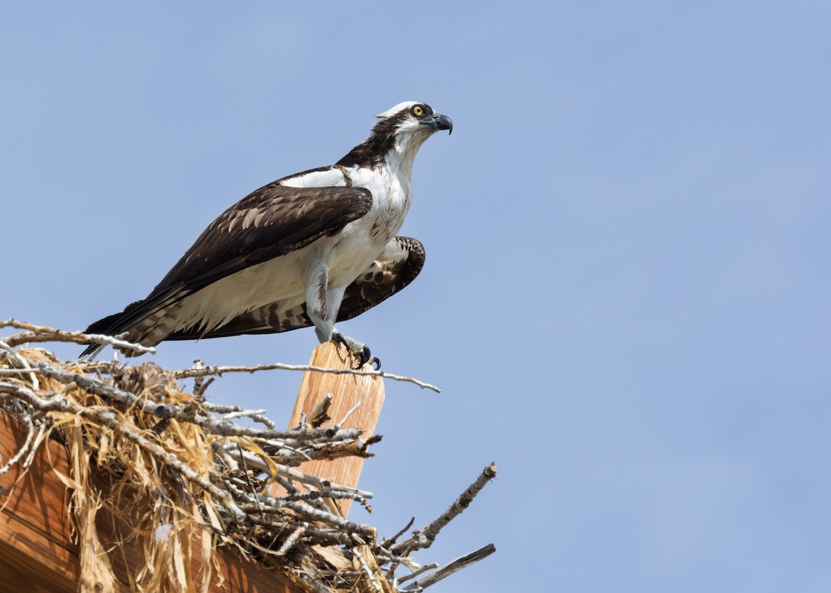 Osprey - ML634979814