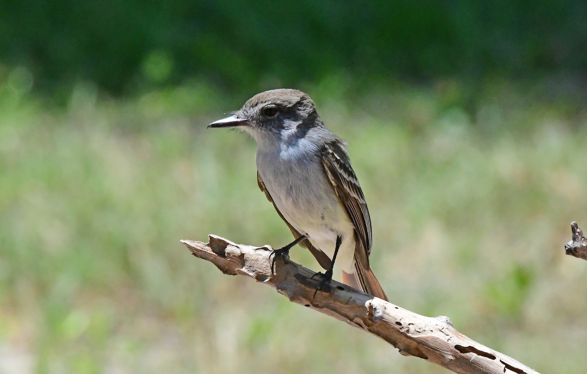 La Sagra's Flycatcher - ML634979872