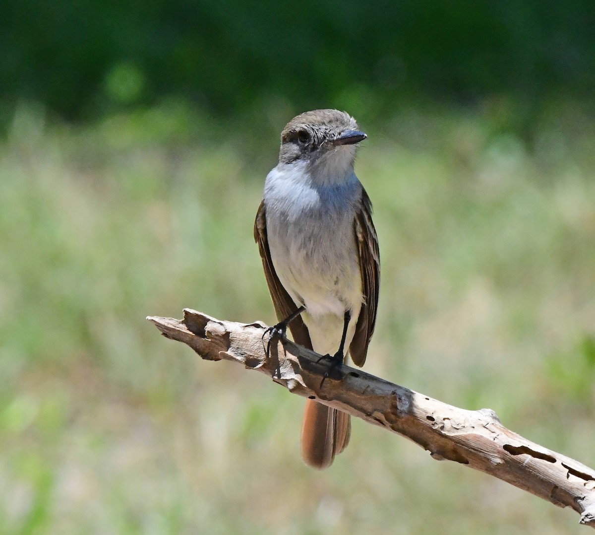 La Sagra's Flycatcher - ML634979879