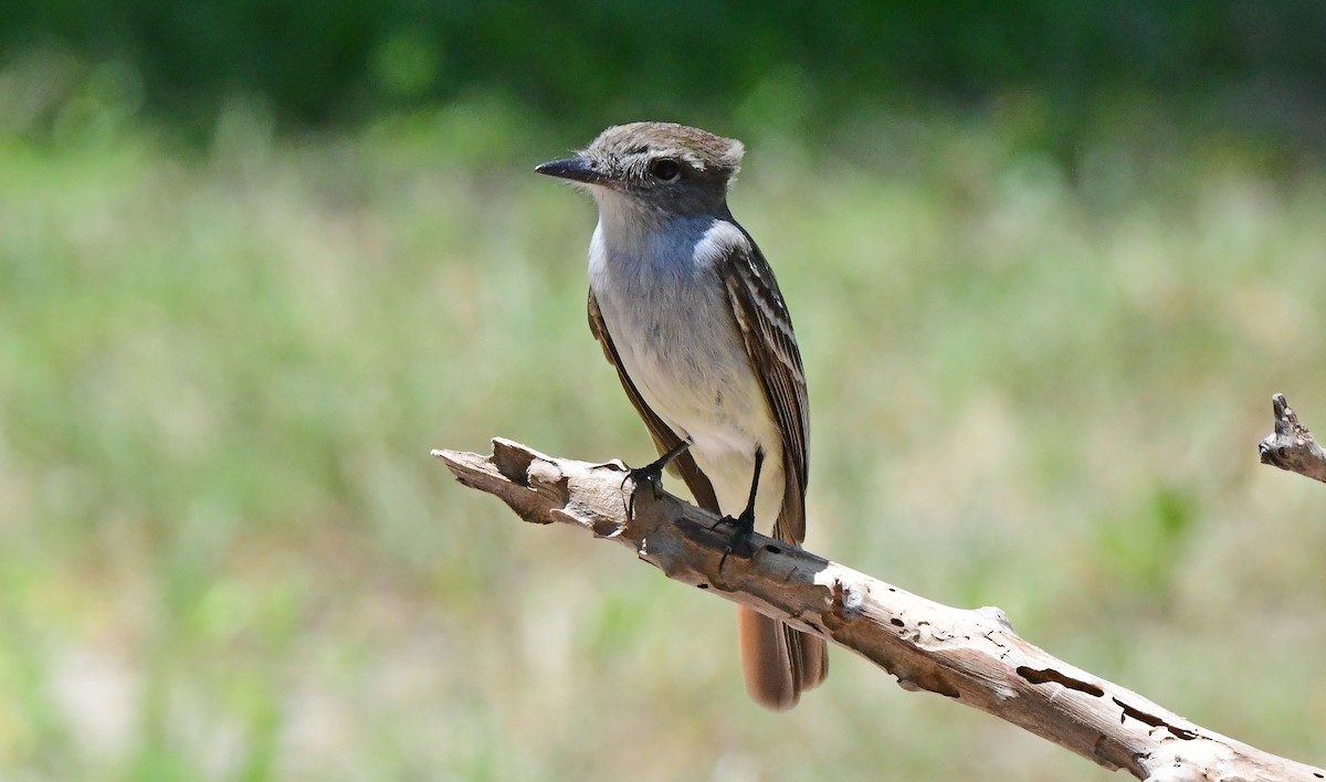 La Sagra's Flycatcher - ML634979895