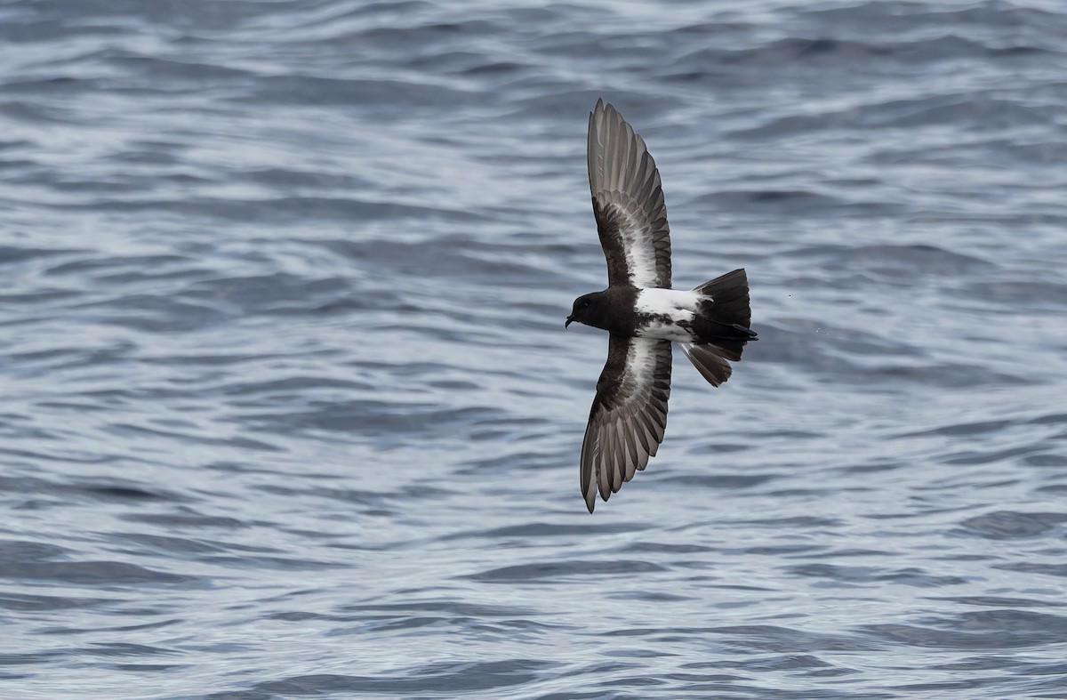 Black-bellied Storm-Petrel - ML634979899