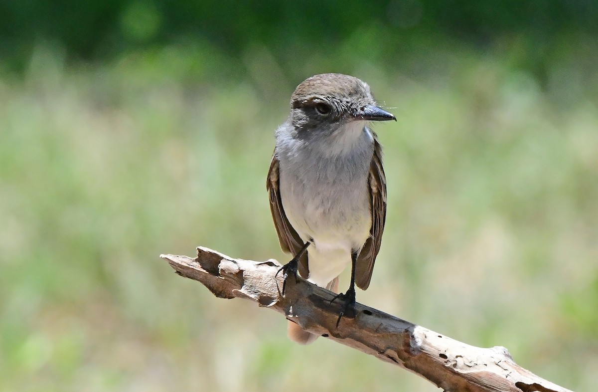 La Sagra's Flycatcher - ML634979906