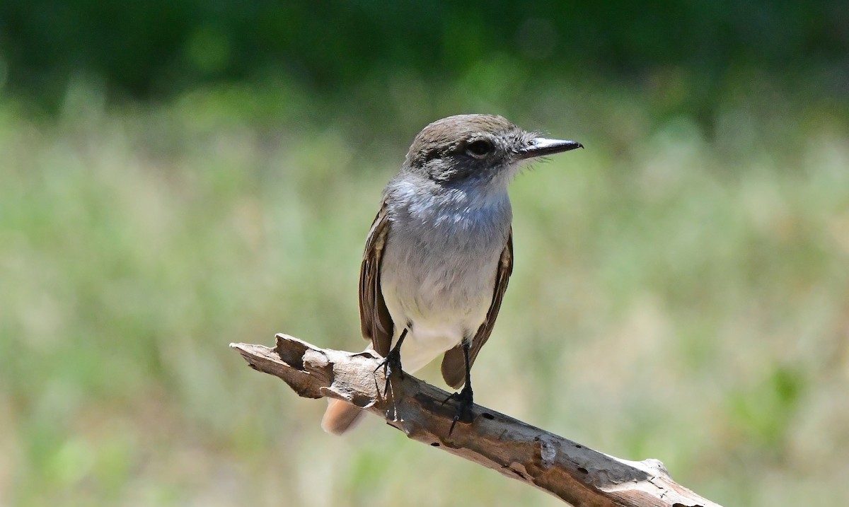La Sagra's Flycatcher - ML634979911