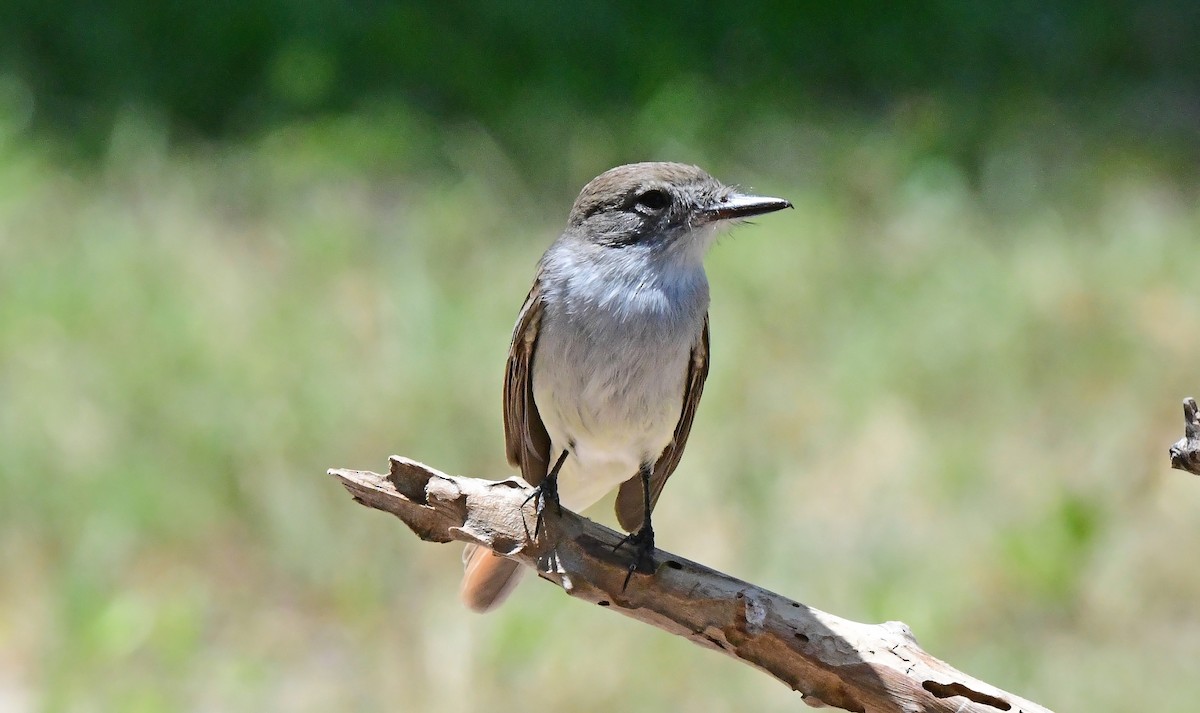 La Sagra's Flycatcher - ML634979920