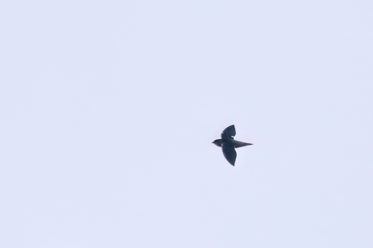 Chapman's Swift - ML634979930