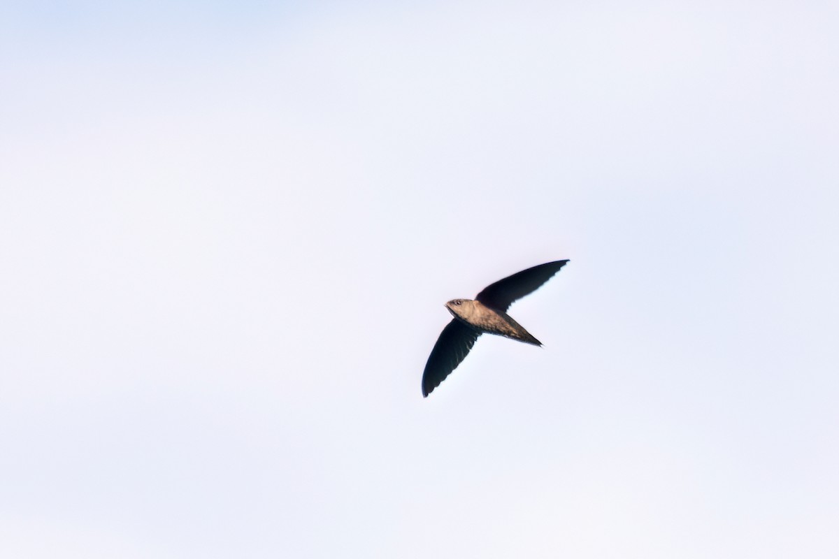 Chapman's Swift - ML634979960