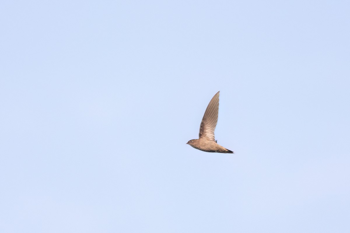 Chapman's Swift - ML634979961