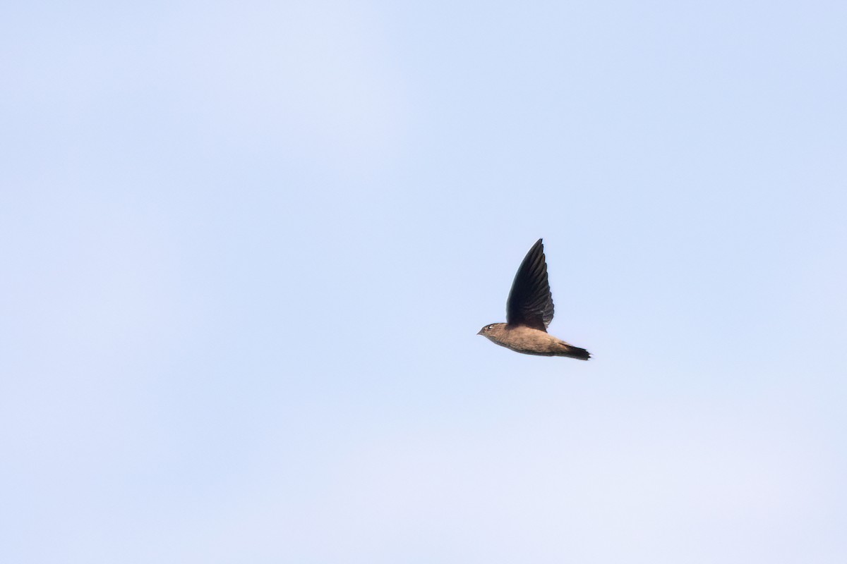 Chapman's Swift - ML634979962