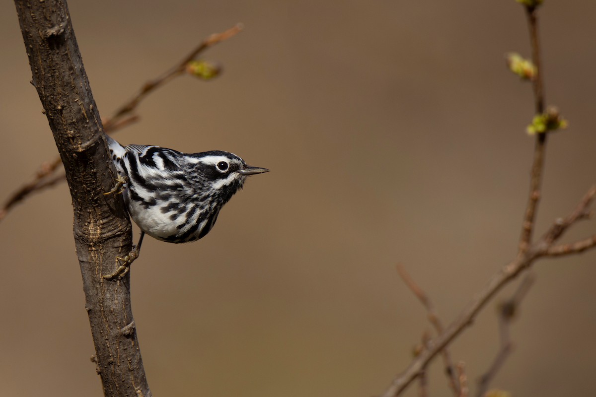 Black-and-white Warbler - ML634980022
