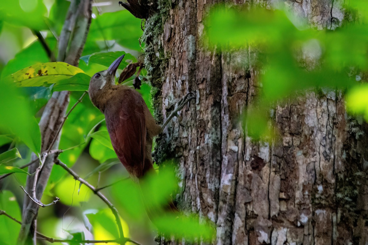 Red-billed Woodcreeper - ML634980125