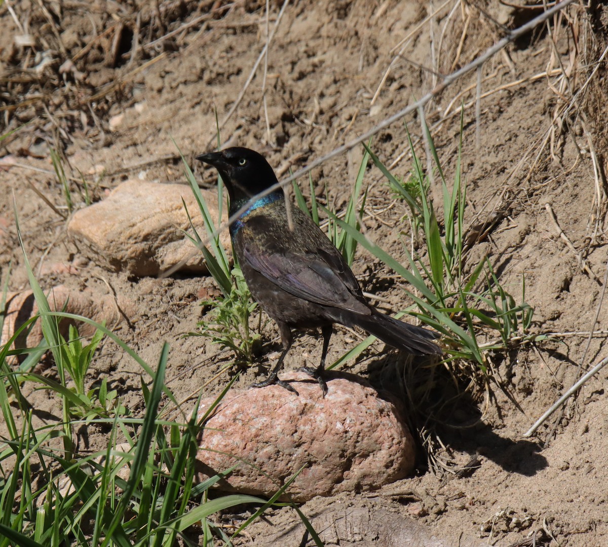 Common Grackle - ML634980136