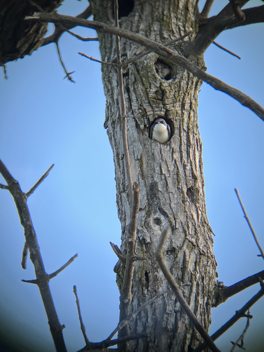 Tree Swallow - ML634980171
